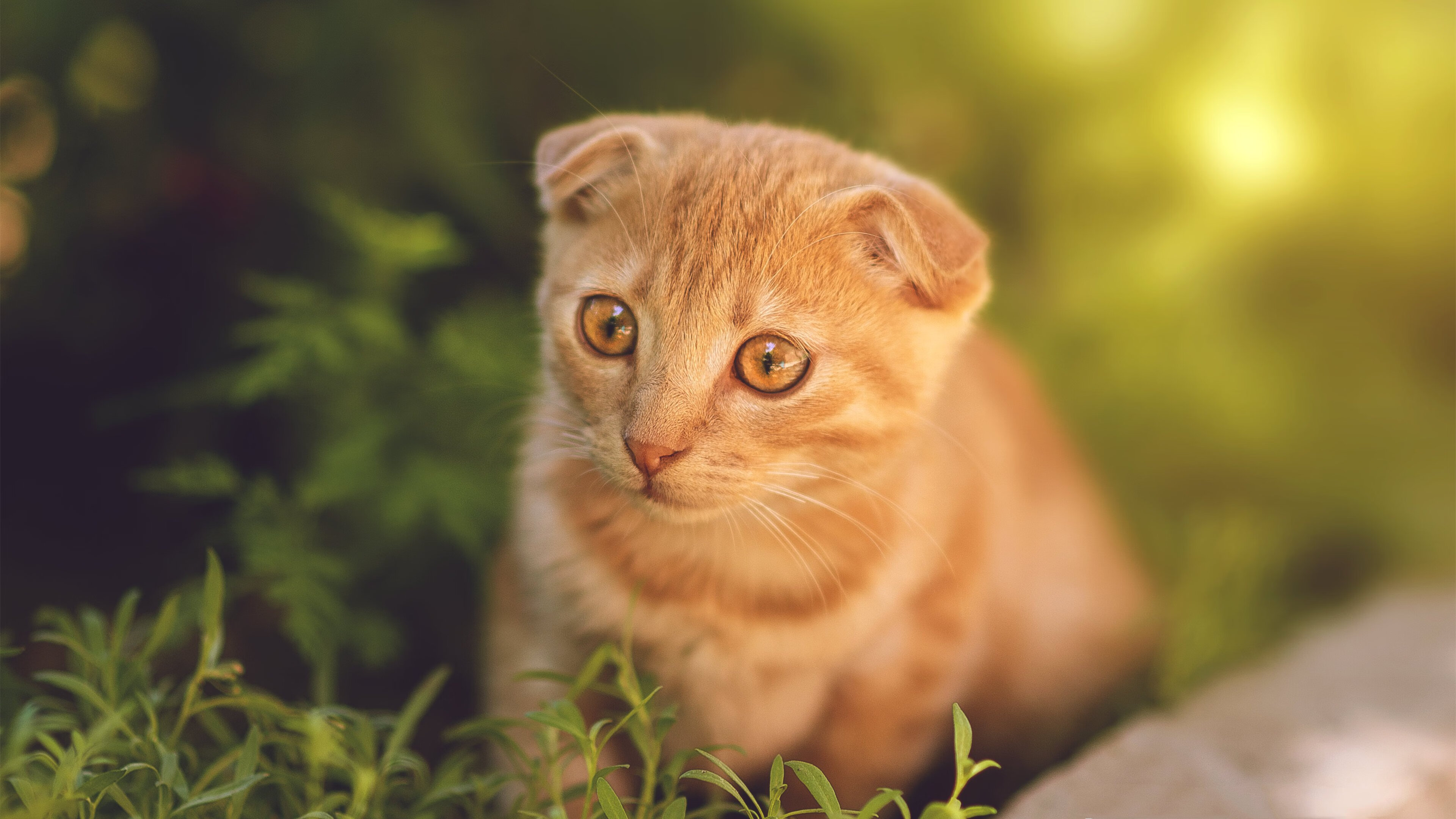 《电竞选手训练有多硬核？幕后训练细节曝光》，电竞选手训练营