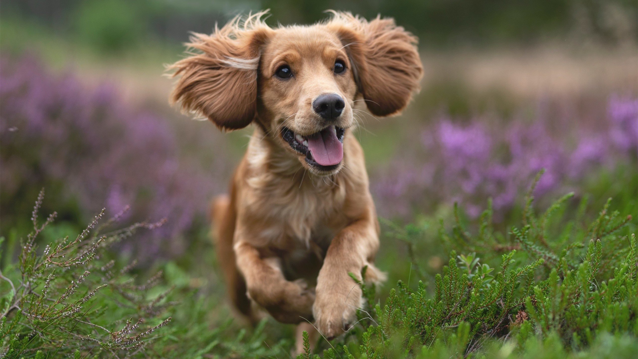 《硬核玩家的背后：高水平操作的秘密》，硬核玩家怎么描述