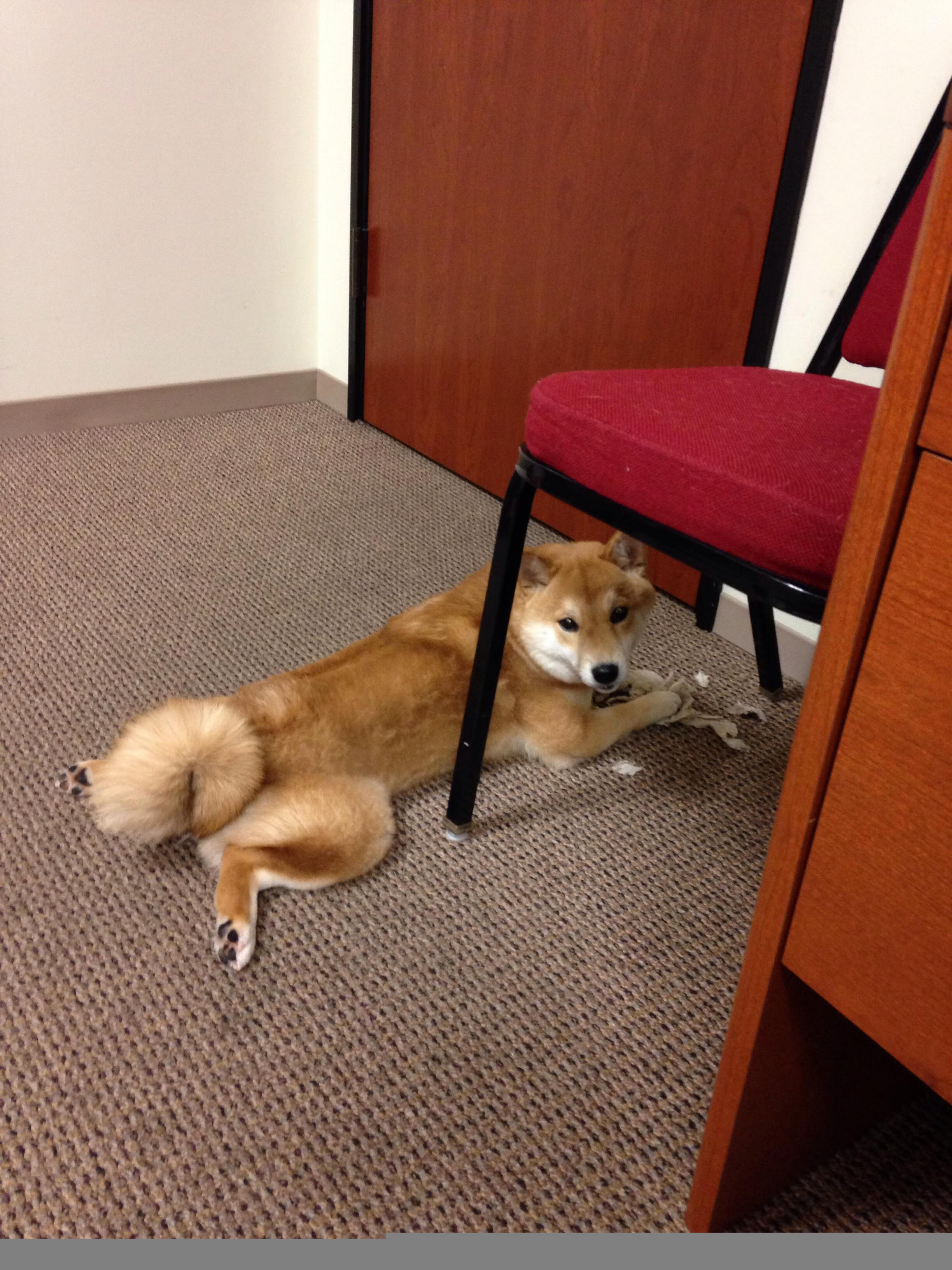 伊朗马术队在巴黎奥运会盛装舞步赛中获得第八名，成绩可圈可点。