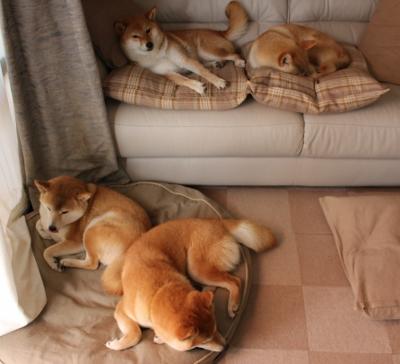 kaiyun登录入口-墨西哥马术协会设立马匹福利基金，支持马匹退休生活。，墨西哥马拉松